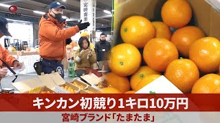 キンカン初競り1キロ10万円 宮崎ブランド「たまたま」