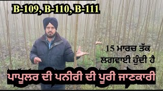 ਪਾਪੂਲਰ ਦੀ ਪਨੀਰੀ ਦੀ ਪੂਰੀ ਜਾਣਕਾਰੀ। B-109,B-110, B-111| Poplar Tree Farming