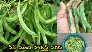 పాదు చిక్కుడు పెంపకం / Heirloom short beans growing tips/  #madgardener #gardening #broadbeans