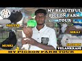 My Pigeon Farm Tour | Part 1