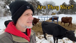 Are Dexter Cows Nice