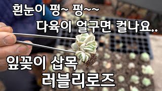 흰눈에 다시 얼음? 잎꽂이 적심 삽목이 잘 되는 다육이 종류 러블리로즈