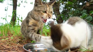 子猫が食事中に妊娠中？の別の母猫にまたも殴られてしまう