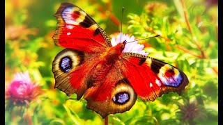 Butterflies and Flowers [Nature Meditation, Relaxing Music, Meditation Music, Beautiful Scenery]