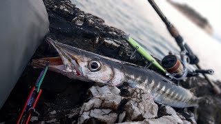 Barracuda Avı (2024 Son Av) AtÇek Spin Balık Avı - Barracuda Hunting