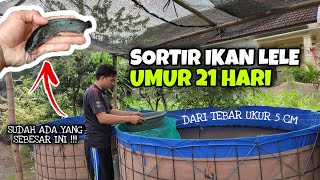 Cara Sortir Ikan Lele Yang Benar Agar Cepat Panen || Sortir Ikan Lele Umur 3 Minggu