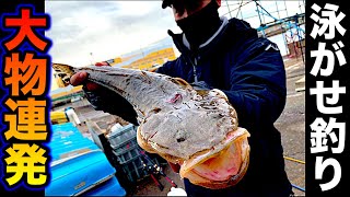 【手漕ぎボート釣り】アジ釣ってからの泳がせ釣りでヒラメを狙う！ボートの乗り方\u0026降り方も解説！（後編）