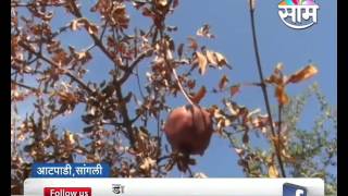 #Agrowon: Decrease in Pomegranate production due to climate changes in Sangali