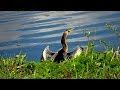 Tour of Sweetwater Wetlands Park, Gainesville Florida