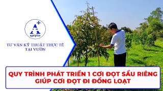 Quy trình phát triển 1 cơi đợt sầu riêng giúp cơi đọt đi đồng loạt | Agriplus