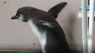 飛ぼう 子ペンギン【東武動物公園】