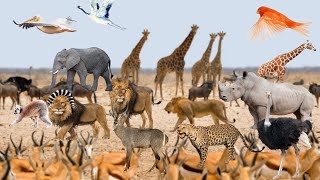 4K African Wildlife Scenic Wildlife Film With Real Sounds