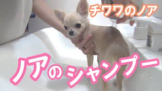 【ノアのシャンプー】チワワのノア #46 ～ Wash the body of Noah of Chihuahua ～