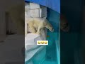 animal funny おもしろ 動物 かわいい cuteanimals