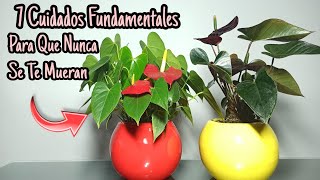 Como cuidar y reproducir la planta trebol morado de tres hojas 