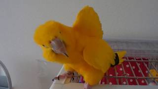 ニョオウインコ　うらんの主張　Golden Conure