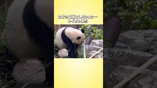 【たけのこ落としちゃった…レイちゃん🐼】〜上野動物園〜