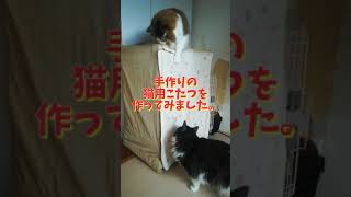 快適♪巣篭もり生活⭐︎手作り猫用こたつ -DIY-  Comfortable ♪ STAY AT HOME ⭐︎ Handmade kotatsu for cats #Shorts 猫