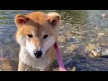 川遊びが楽しすぎて帰らない柴犬はこんな楽しい遊びをしたからですw