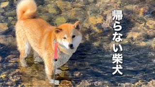 川遊びが楽しすぎて帰らない柴犬はこんな楽しい遊びをしたからですw