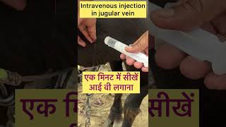 Intravenous injection in jugular vein l dr umar khan