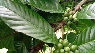 REVIEW KOPI KLON HIKMAH DI KEBUN TUMPANG SARI.