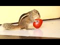 എന്റെ അണ്ണാൻ കുഞ്ഞുങ്ങളുടെ ലോകം my rescued pet squirrel kunju indian palm squirrel gtmc