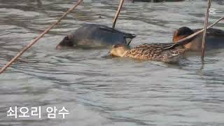 쇠오리, 노랑부리저어새 Green-winged teal, Eurasian spoonbill