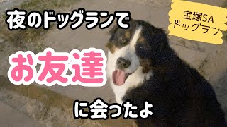 【多頭飼いの日常】夜のドッグランでお友達に会えた！【Bernese Mountain Dog】【Chihuahua】