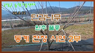 곡성군농업기술센터 단감(원추 품종) 동계 전정 시연 2부(24.03.12.)