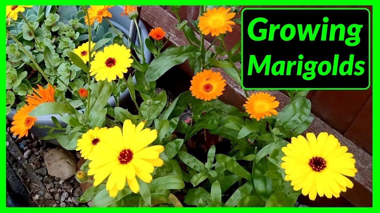 How To Grow Marigolds From Seed To Flower (The Complete Process) - YouTube