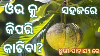 କମ ସମୟ ରେ ଓଉ କୁ କାଟିବା | How to cut Elephant Apple easily?