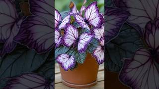 Decorate your home with Moonlight butterfly \u0026 Colocasia