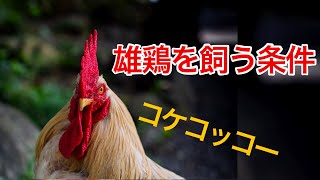 【迷っている方必見】雄鶏の飼い方と必要な3つの条件