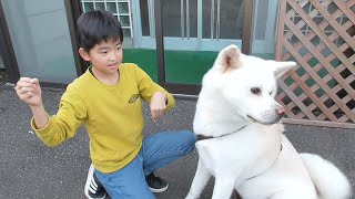 【秋田犬ゆうき】お兄ちゃんたちが遊びに来た一秒後から我家は賑やかになる【akita dog】