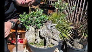 【塊根オリーブ】植え替える。