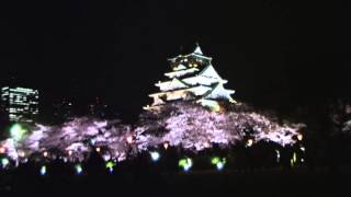 大阪城‐夜桜  【西の丸庭園　観桜ナイター】2013