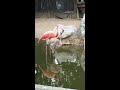 フラミンゴミルクを飲むヒナ（生後５か月★） フラミンゴミルク ヒナ 鳥類センター