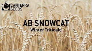 AB Snowcat - Winter Triticale, in Manitoba