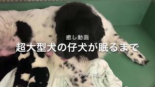 超大型犬の仔犬が眠るまで