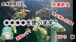 金魚飼育日記vol5　冷凍赤虫そのままドボンしてない？少しだけ手間かけてあげて！金魚喜ぶから！！