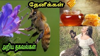 A few rare information about bees |தேனீக்கள் பற்றி ஒரு சில ௮றிய தகவல்கள் | kuttyTamil