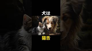 犬の面白い雑学 #雑学 #shorts #犬