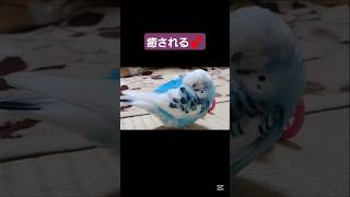 【前編】寝顔がかわいいマリンちゃん💕#セキセイインコ #インコ #癒やしのペット動画 #shorts #animals #funnyanimals #birds