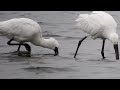 クロツラヘラサギとヘラサギ　2016.1.30 葛西海浜公園東なぎさ