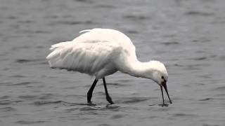 クロツラヘラサギとヘラサギ　2016.1.30  葛西海浜公園東なぎさ