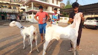 Hydpat Bakra And Bakri In New Mumbai | Amaan Bhai.