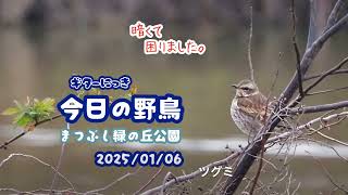 ギター日記　今日の野鳥　・　まつぶし緑の丘公園　2025年1月6日