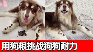 【钱袋爱吃肉】挑战狗狗的忍耐极限！狗粮近在嘴边，看狗狗能坚持多久，谁会是最后的赢家？