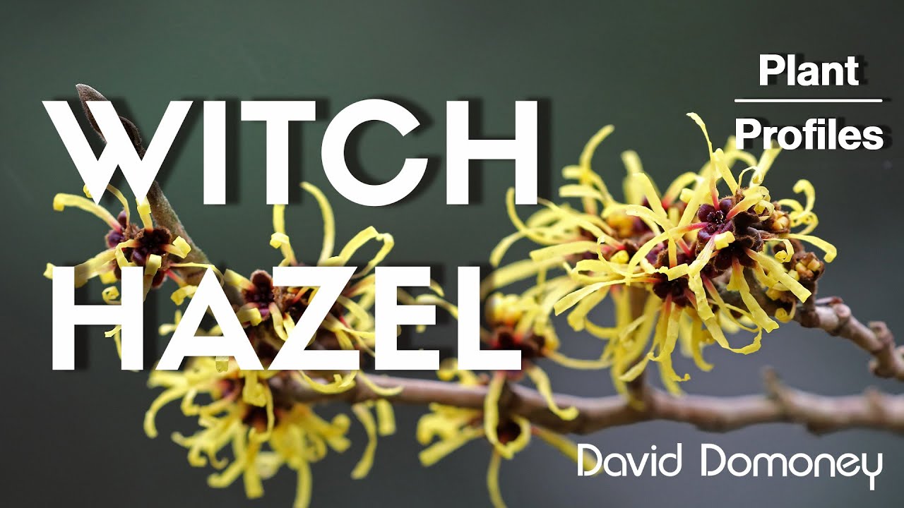 How To Grow And Care For Witch Hazel Complete Guide For Beautiful